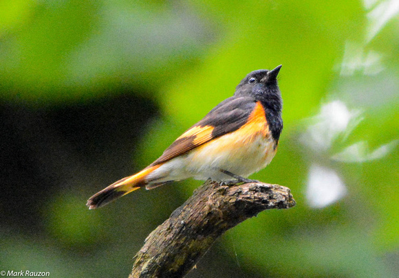 Redstart male