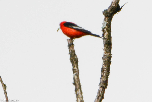Scarlet Tanager with white wing bars