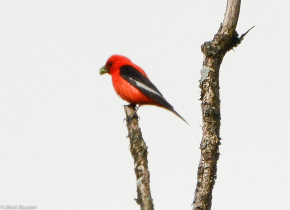 Scarlet Tanager with white wing bars