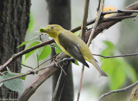 Scarlet Tanager female