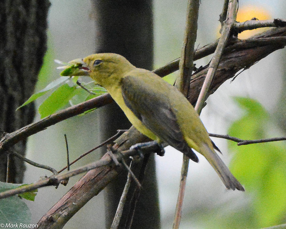 Scarlet Tanager with prey