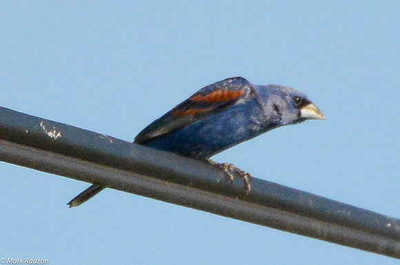 Blue Grosbeak- male