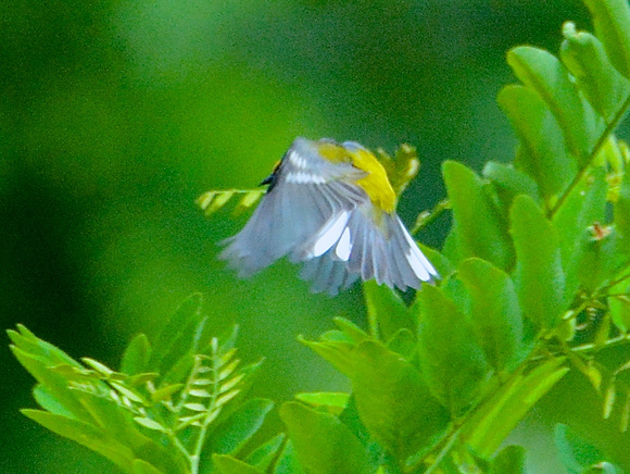 Blue-winged Warbler-male