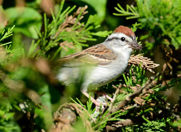 Chipping Sparrow with food
