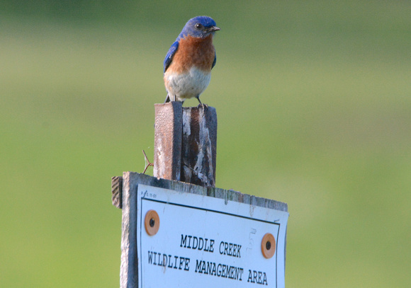Bluebird welcome to Middlecreek