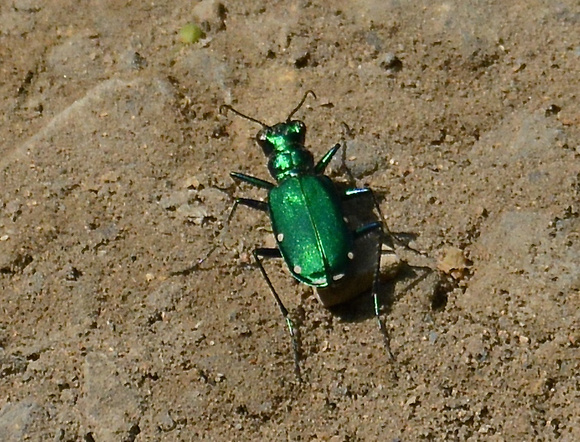 Emerald Tiger Beetle