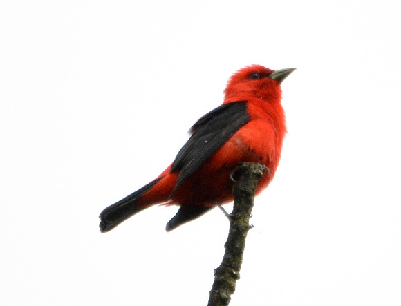 Scarlet Tanager male