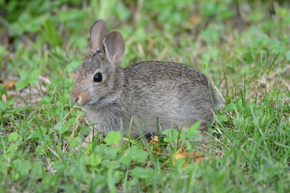 cottontail bunny