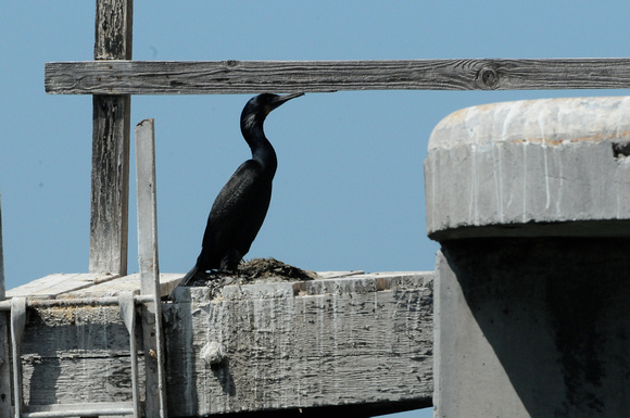 brandt's cormorant nesting in Alameda CO