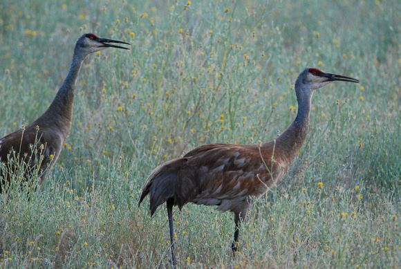 Sandhill Cranes, Alert vocalization