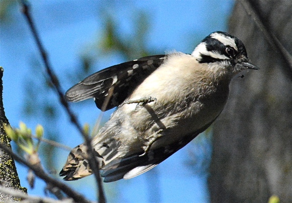 Downy Woodpecker - female