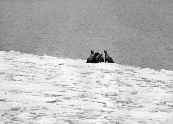 Steller's Sea Lions on ice in March 1976