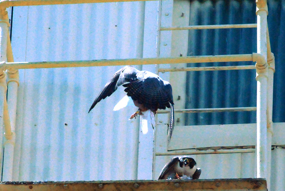 Male peregrine flaring tail to break. Note banded feet of prey