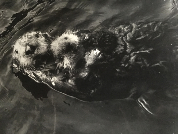 Classic KWK sea otter portrait.
