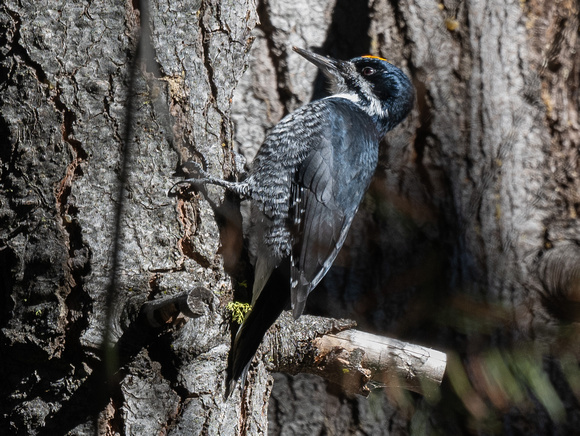 Black-backed Woodpecker- male