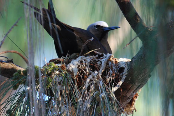 black noddy nest in ironwood