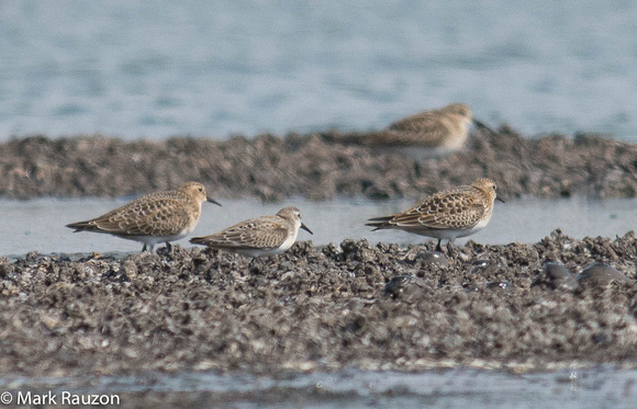 3 Baird's and one Western Sandpiper