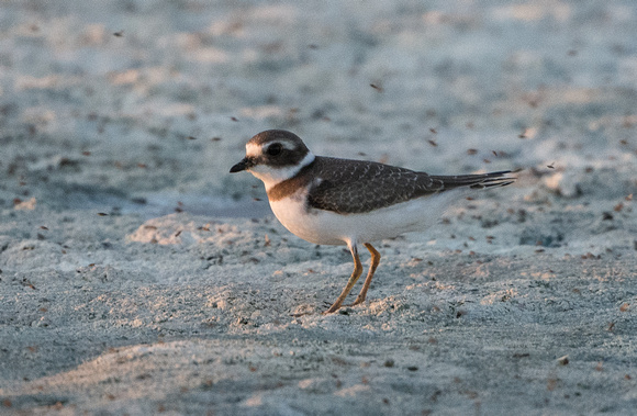 Semipalmated Plover- juvenile