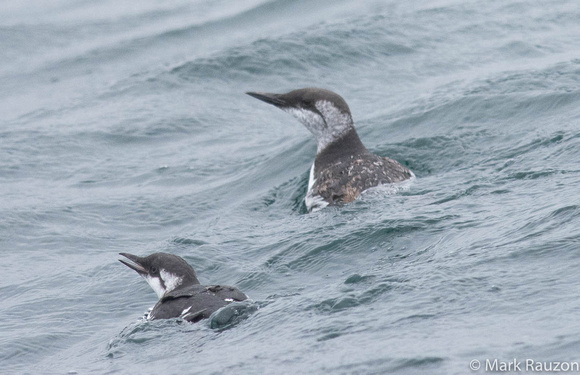 Murres, father and daughter?
