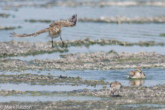 Baird's Sandpipers and Western
