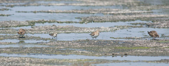 3 Baird's and  1 Western Sandpipers