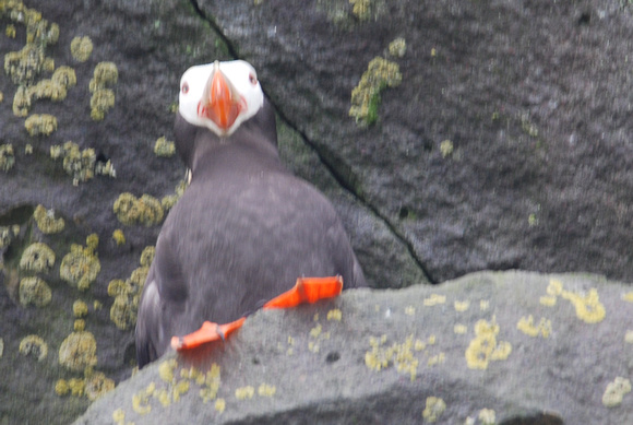 Tufted Puffin, St. Paul I. Pribilof Is.