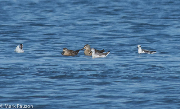 2 dowitchers, a red-necked and Wilson's phalaropes