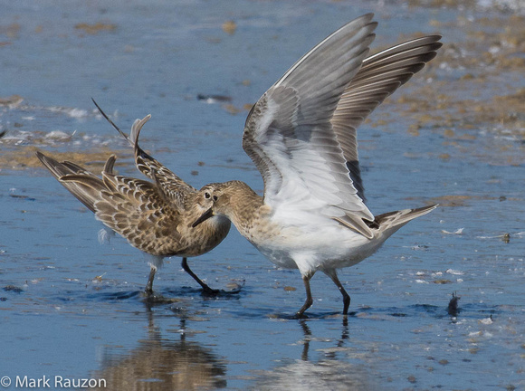 2 baird's sandpipers