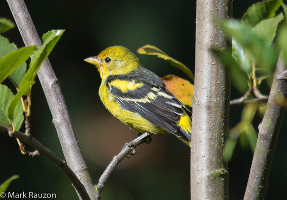 Western Tanager - male