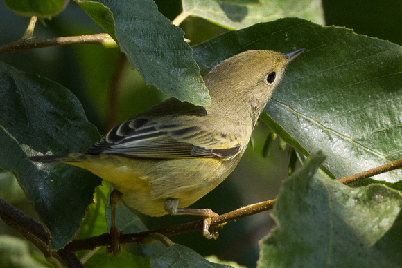 Yellow Warbler eating aphids