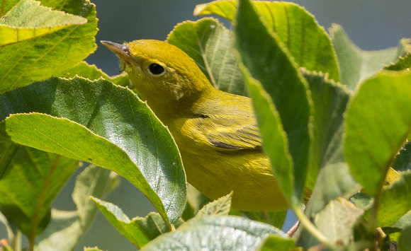 yellow warbler male