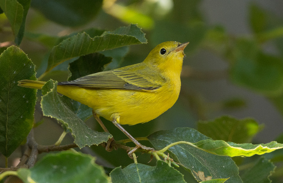 Yellow Warbler -  male