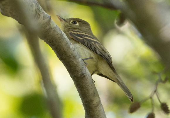 Pacific-s;ope Flycatcher