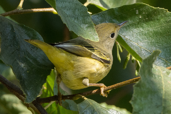 Eating aphids- yellow warbler female