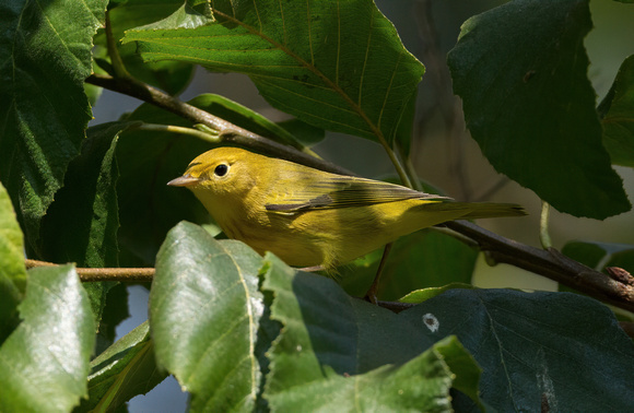 Yellow Warbler - male with red stripes