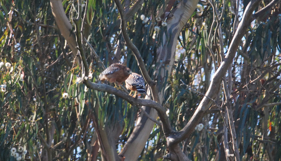 Red-shouldered hawks post-coitus