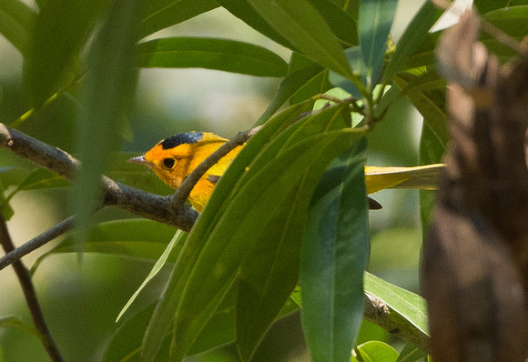 Super Orange - chyseola subspecies of Wilson's Warbler