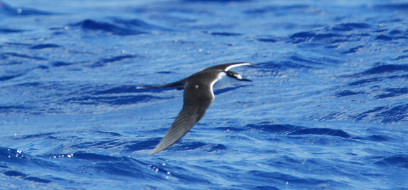 gray-backed tern at sea