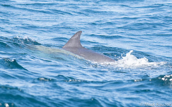 long-beaked common dolphin