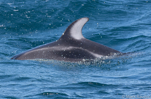 Pacific White-sided Dolphin dorsal fin