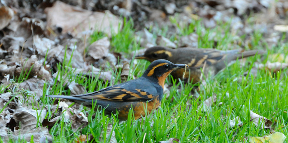 male and female varied thrushes