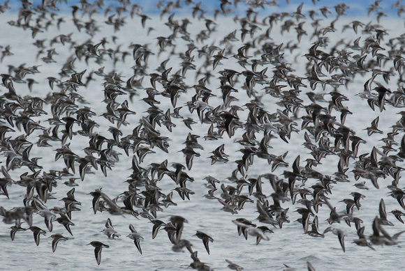 Dunlin, Sanderlings and Western Sandpipers in flight