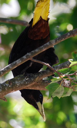The magnificent crow-sized Crested Oropendola