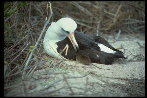 Laysan Albatross and Pacific rat, Kure atoll 1978