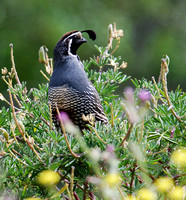 California Quail-male