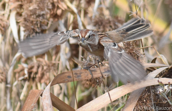 American Tree Sparrow flying