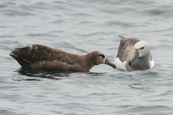 Albatross interacting