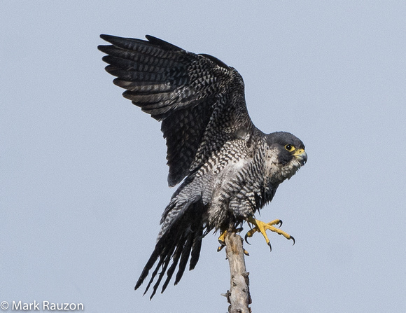 Peregrine Falcon preening