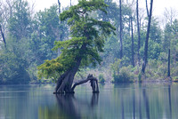 Cypress, Great Dismal Swamp, VA