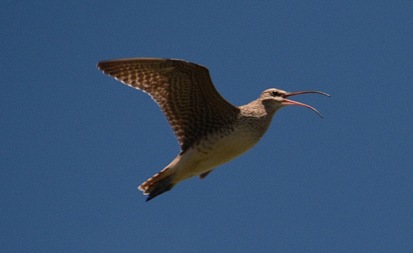 bristle-thighed curlew wolf whistling